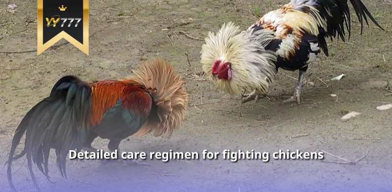 Detailed care regimen for fighting chickens