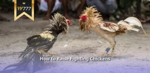 How to Raise Fighting Chickens