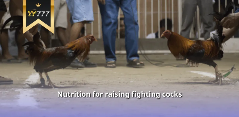 Nutrition for raising fighting cocks