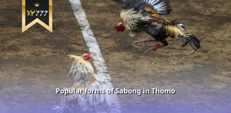 Popular forms of Sabong in Thomo