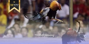 Thomo Sabong