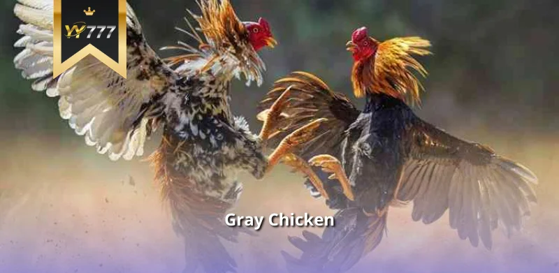 Gray Chicken