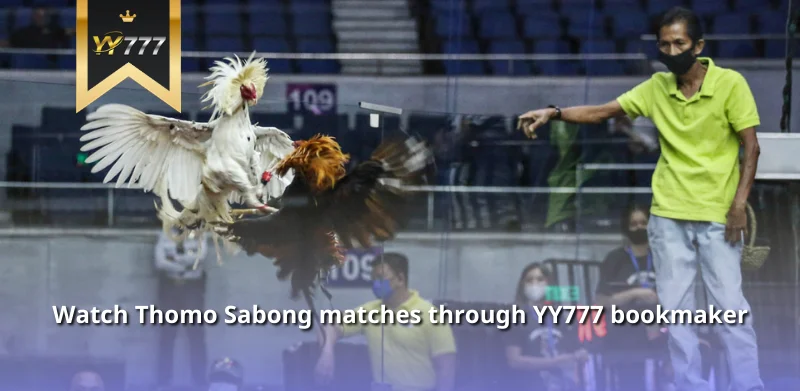 Watch Thomo Sabong matches through YY777 bookmaker