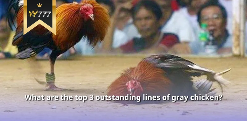 What are the top 3 outstanding lines of gray chicken?